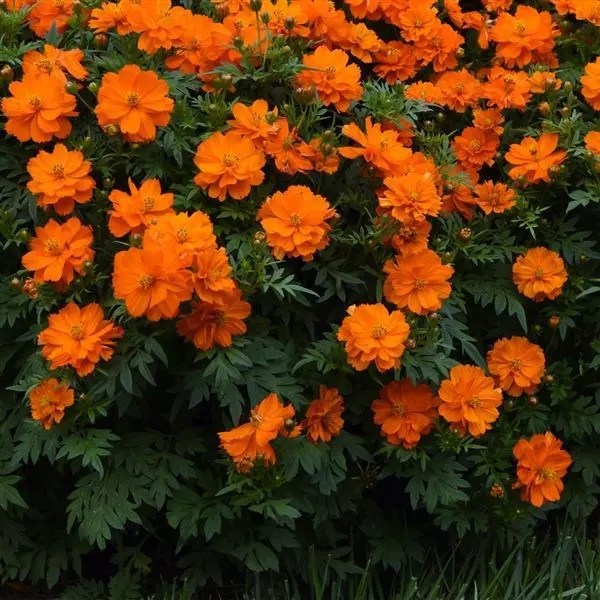 cosmos mandarin